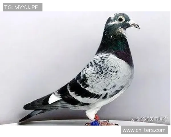 银灰色发型的足球明星是谁 他如何用独特发型吸引全球球迷关注